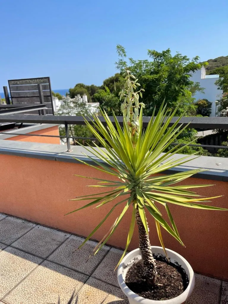 Imagen 1 de Sunny apartment Sa Boadella big solarium sea view