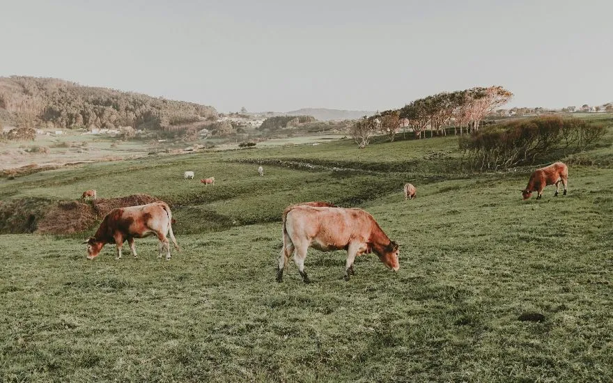 Viajar con perros a Galicia