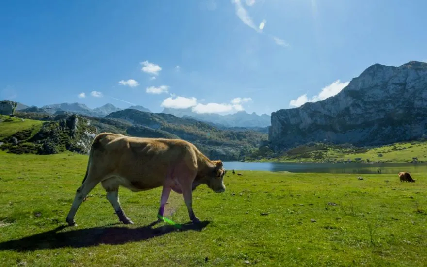 Viajar con perros a Picos de europa