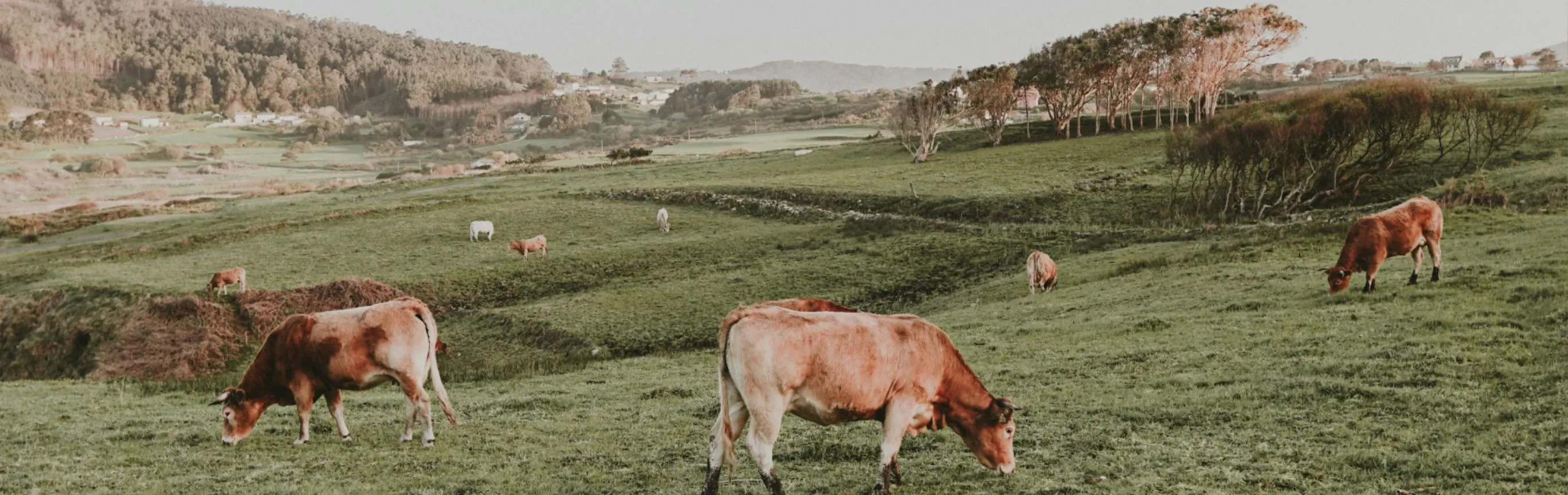 Imagen de Galicia