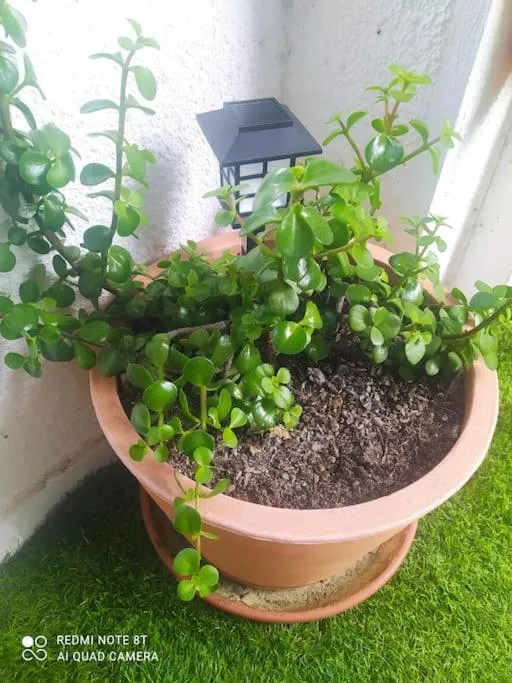 Imagen 1 de Etxalo, apartamento con terraza en Gorliz